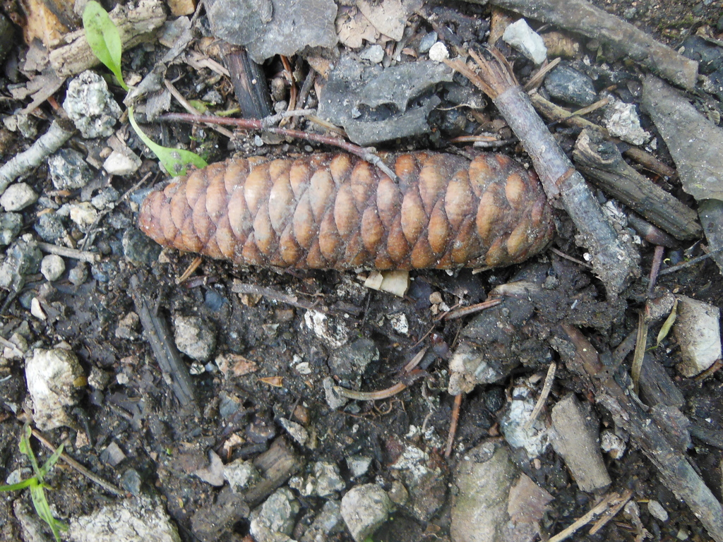 Picea koraiensis; photograph (c) M. Socorro González Elizondo, some rights reserved (CC BY-SA)