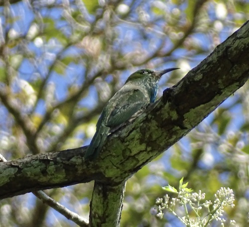 Blue-bearded Bee-eater (Nyctyornis athertoni), photo 4