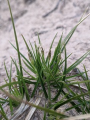 Carex tonsa