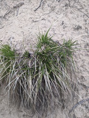 Carex tonsa