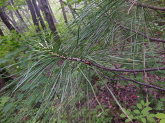 Pinus koraiensis