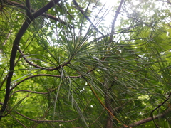 Pinus koraiensis