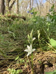 Ornithogalum