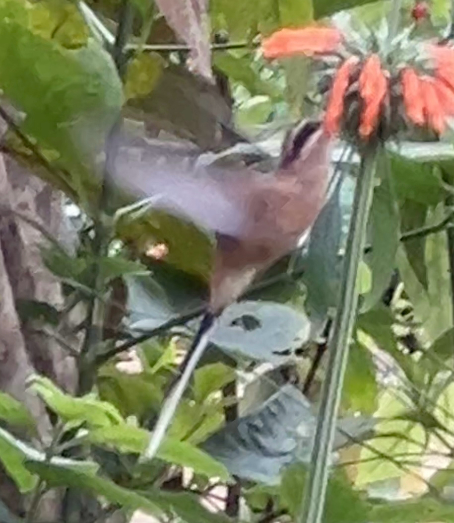 Planalto Hermit (Phaethornis pretrei), photo 7