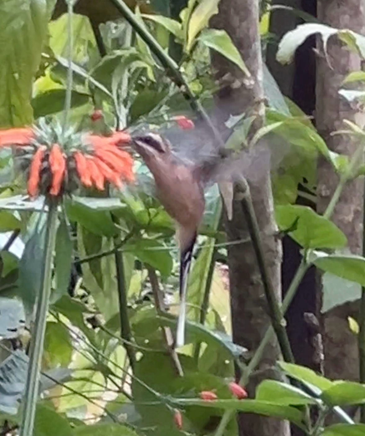 Planalto Hermit (Phaethornis pretrei), photo 9