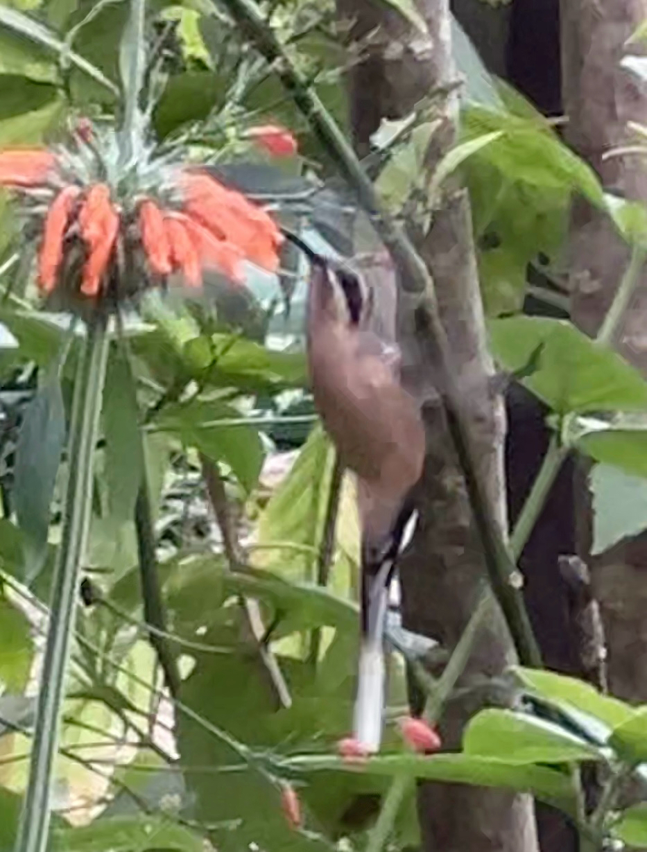 Planalto Hermit (Phaethornis pretrei), photo 6