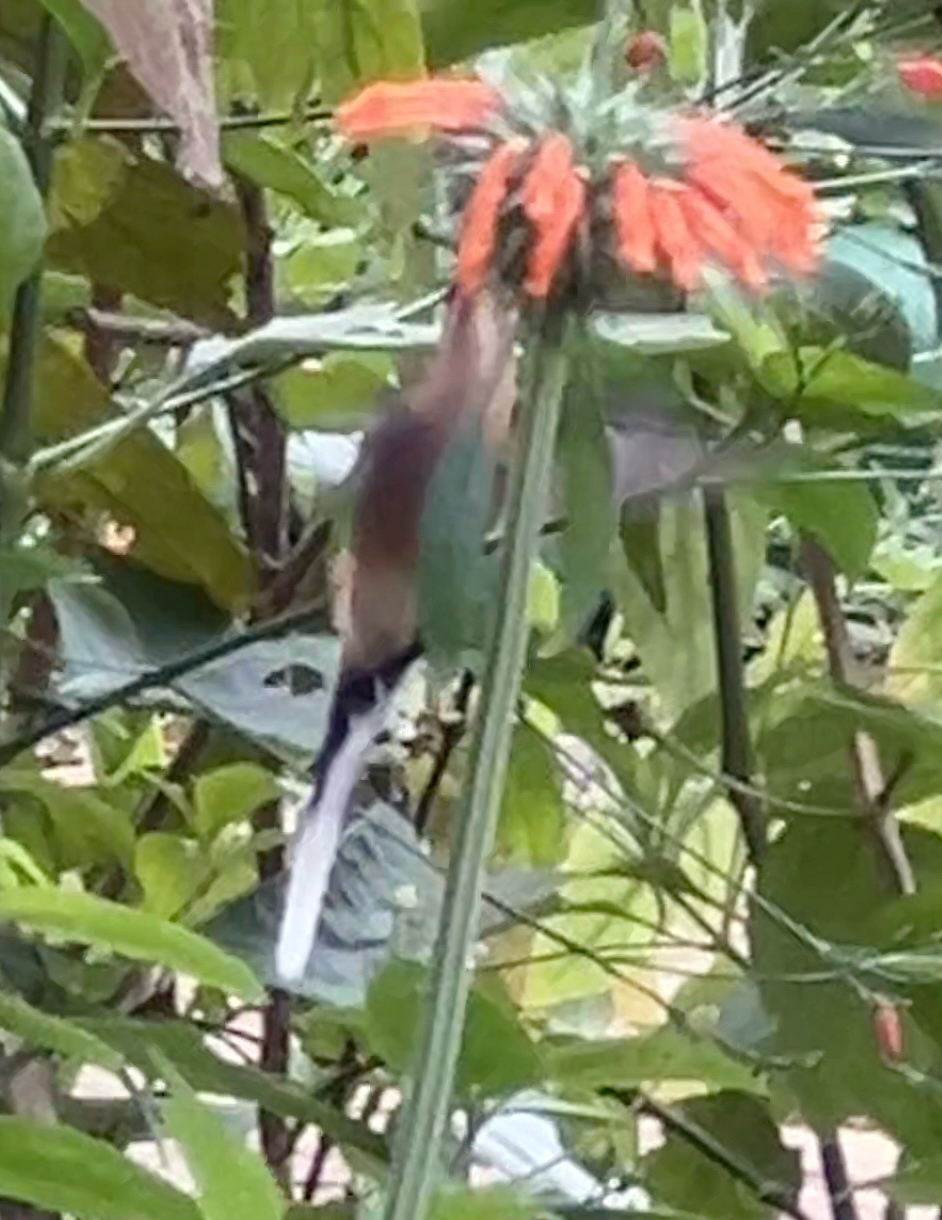 Planalto Hermit (Phaethornis pretrei), photo 8