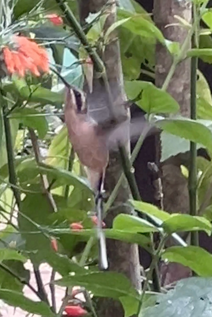 Planalto Hermit (Phaethornis pretrei), photo 10