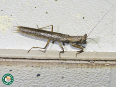 Galepsus
