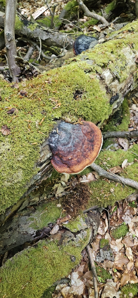 Fomitopsis pinicola · May 2026 · photo: © run4 (iNaturalist, cc-by)