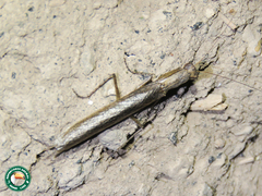 Galepsus