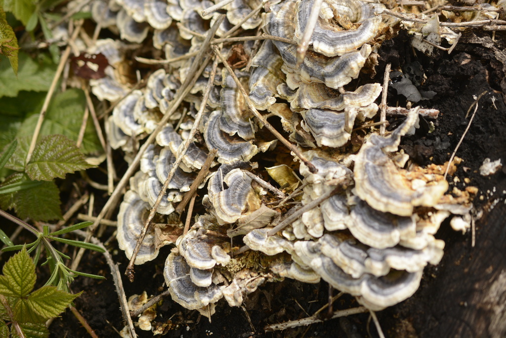 Trametes versicolor · May 2026 · photo: © cryptomarasmius (iNaturalist, cc-by)