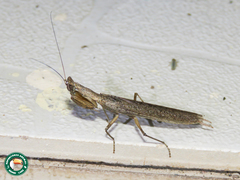 Galepsus