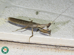 Galepsus