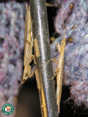 Galepsus