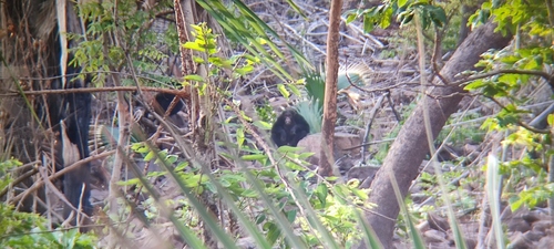 West African Chimpanzee