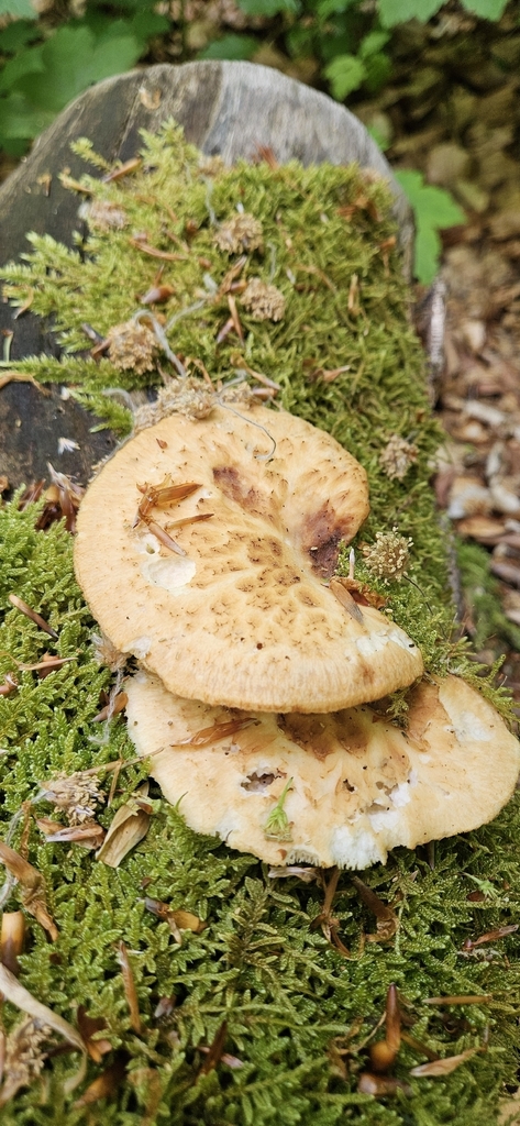 Polyporus tuberaster · May 2026 · photo: © run4 (iNaturalist, cc-by)