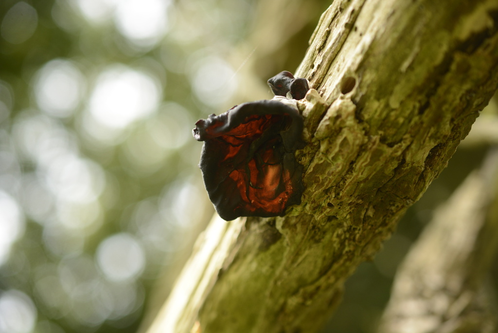 Auricularia auricula-judae · May 2026 · photo: © cryptomarasmius (iNaturalist, cc-by)