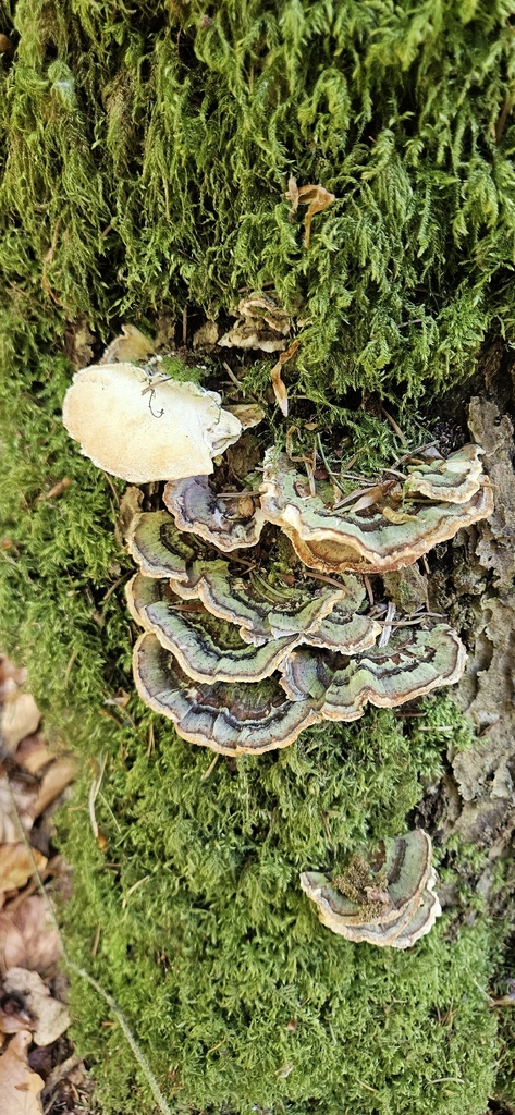 Trametes versicolor · May 2026 · photo: © run4 (iNaturalist, cc-by)