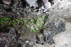 Mannia triandra