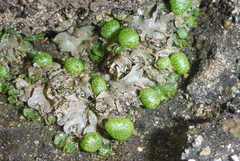Mannia triandra