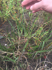 Triglochin concinna concinna