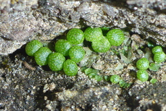 Mannia triandra