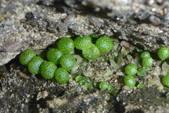 Mannia triandra