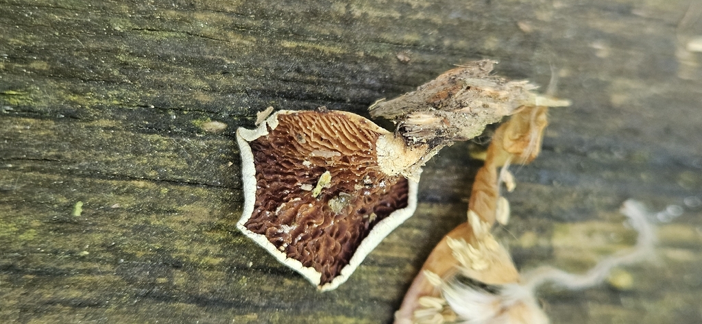 Panellus stipticus · May 2026 · photo: © run4 (iNaturalist, cc-by)
