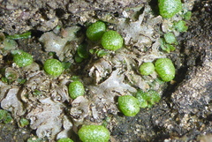 Mannia triandra