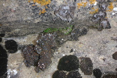 Mannia triandra