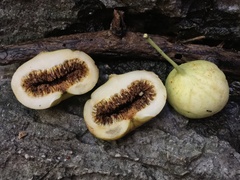 Ficus copiosa