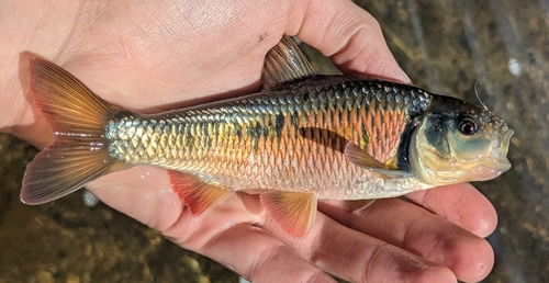 Striped shiner (Luxilus chrysocephalus) — Cyprinidae — 2