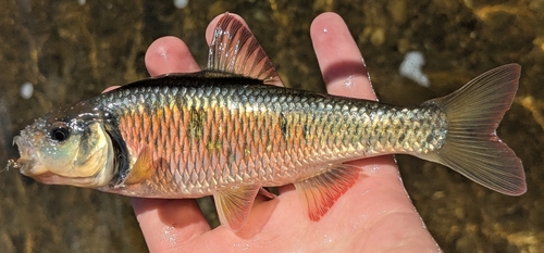 Striped Shiner, photo 4 of 7
