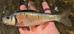 Striped Shiner photo 4