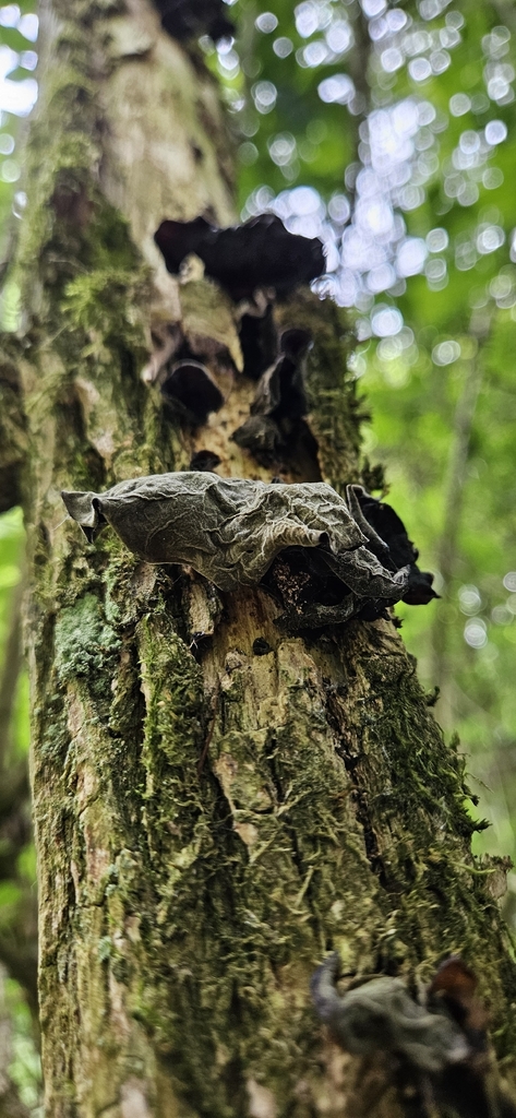 Auricularia auricula-judae · May 2026 · photo: © run4 (iNaturalist, cc-by)