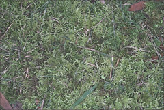Thuidiopsis sparsa