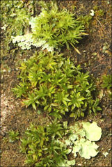 Syntrichia papillosa