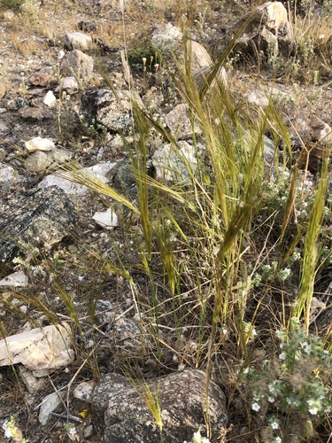 iNaturalist observation photo of cape ricegrass