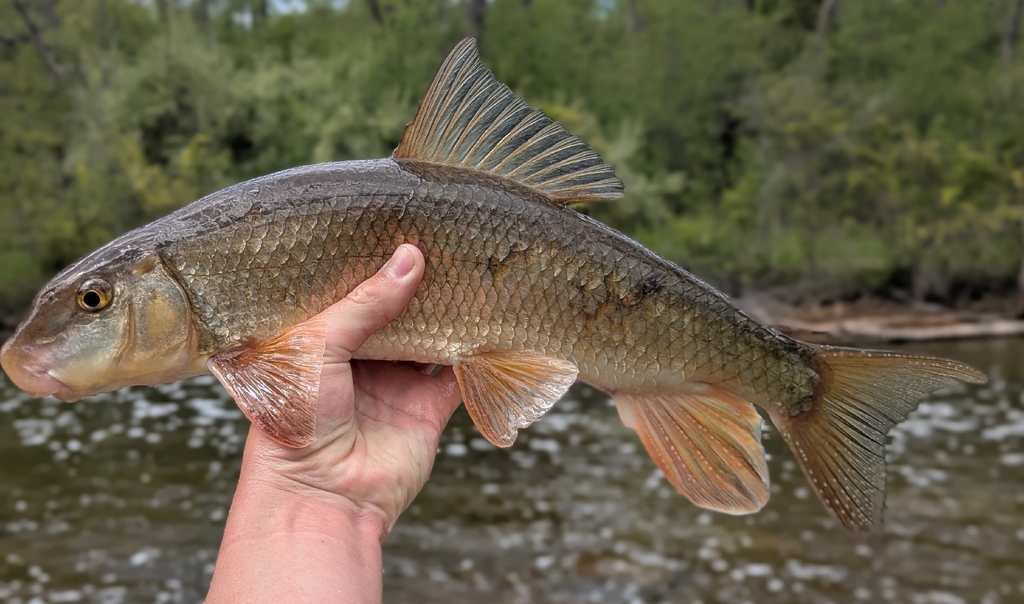 Black redhorse (Moxostoma duquesnii) — Catostomidae
