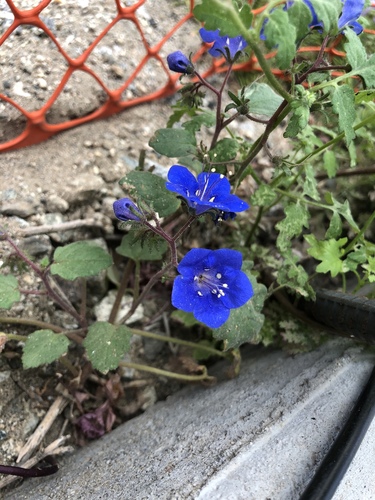 iNaturalist observation photo of desert bluebells