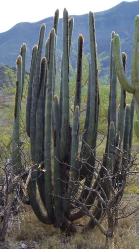 Espostoa superba (Espostoa superba)