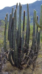 Espostoa superba