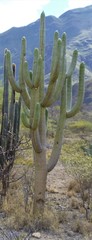 Browningieae