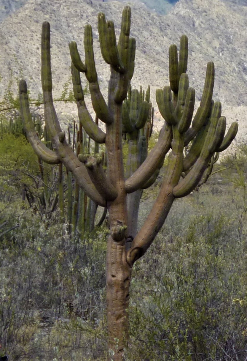 Browningia pilleifera
