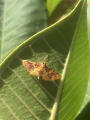 Conogethes haemactalis