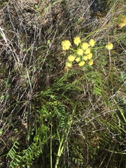 Lomatium caruifolium