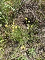 Lomatium caruifolium