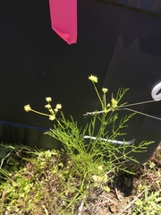 Lomatium caruifolium