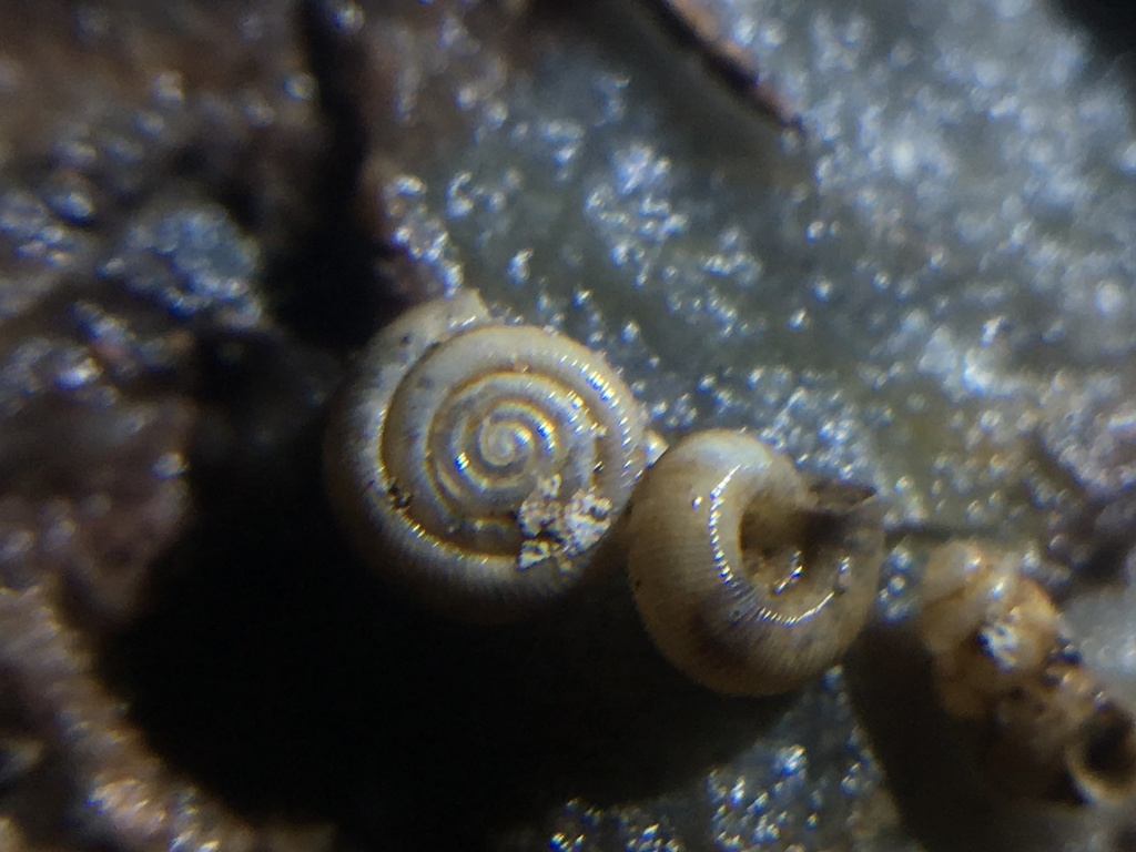 Excaliburopa